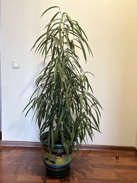 Продам Фикус Али