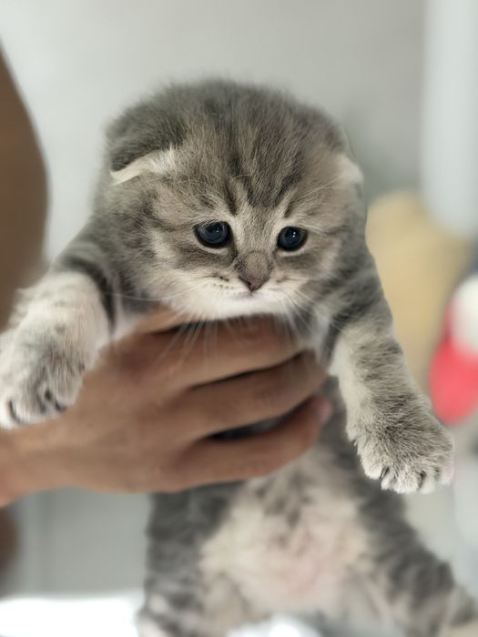 Шотландские котята