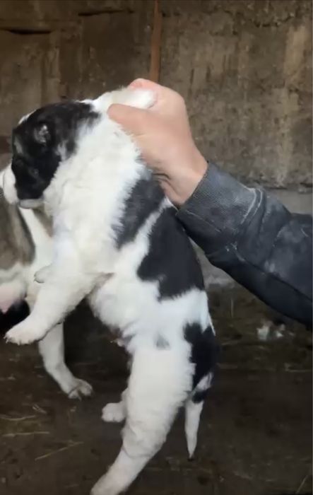 Алабай кушік шинки