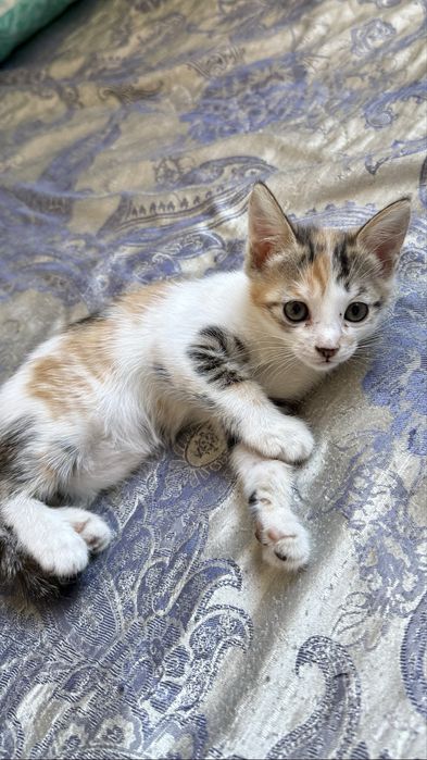 Отдам котят бесплатно