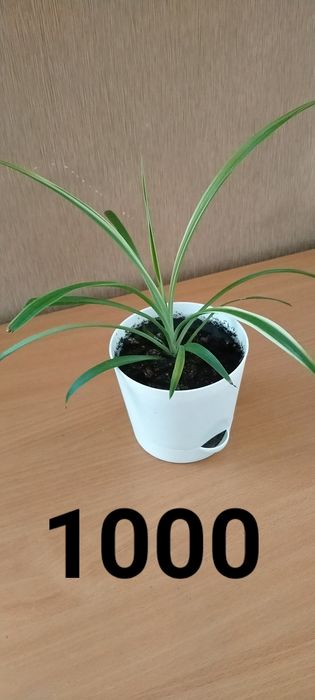 Продам Домашние цветы