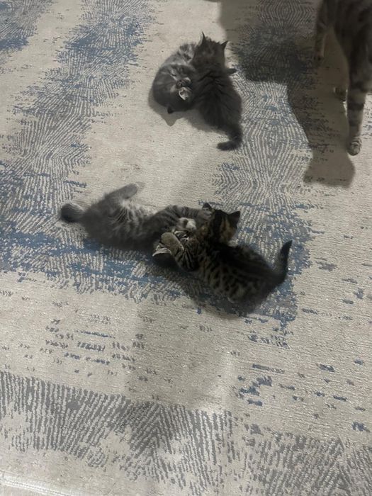 Котята британские смесь