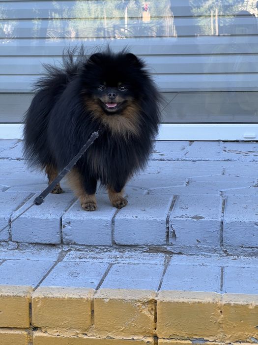 Вязка немецкий шпиц малый