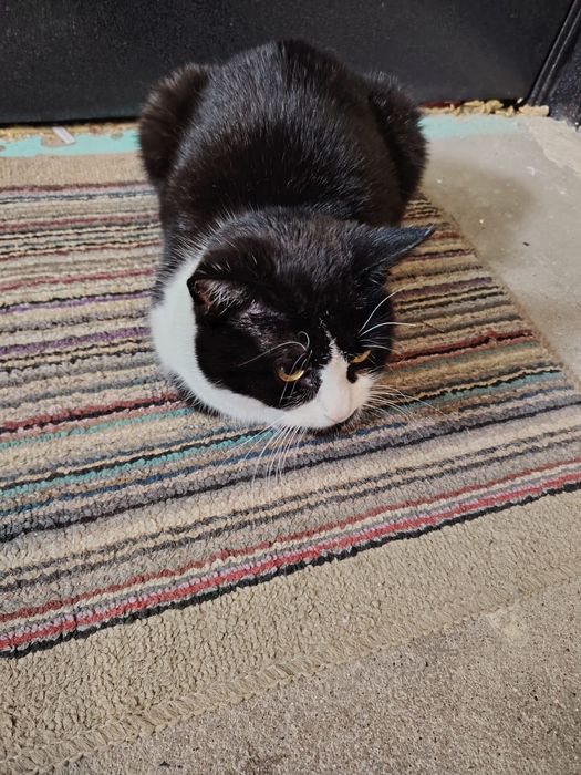 Прибился домашний котик