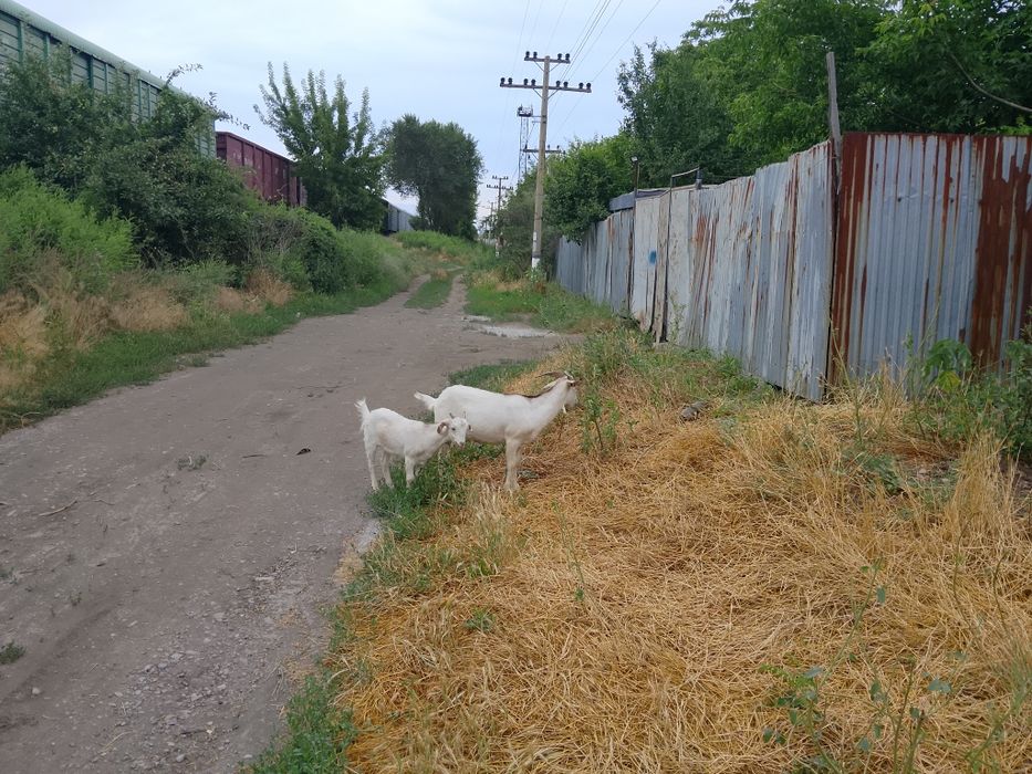Продам козу первый окот