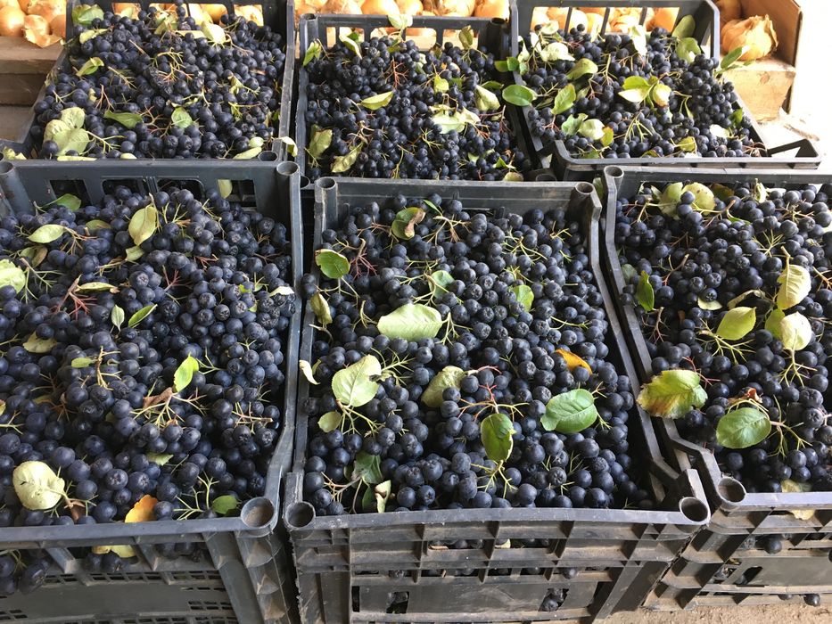 Aronia fructe bio