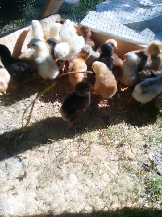 Pui de găină de țară