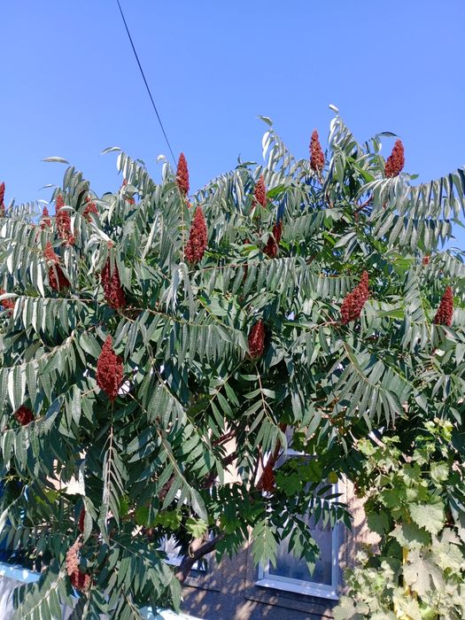 Красивое дерево сумах