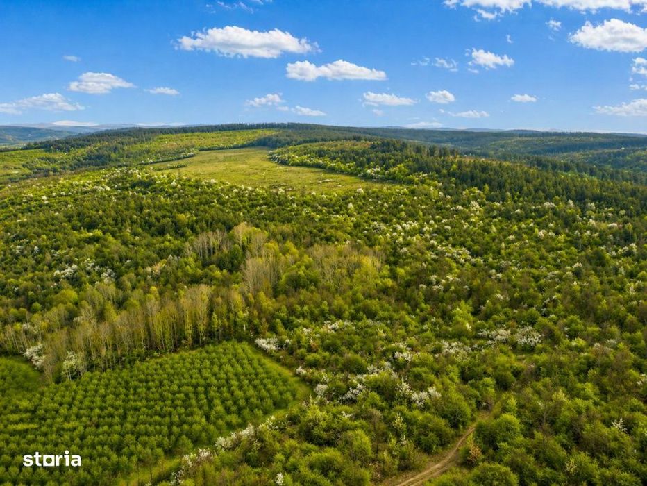 Teren 20 ha vestul Romaniei – ideal plantatie aluni / livada