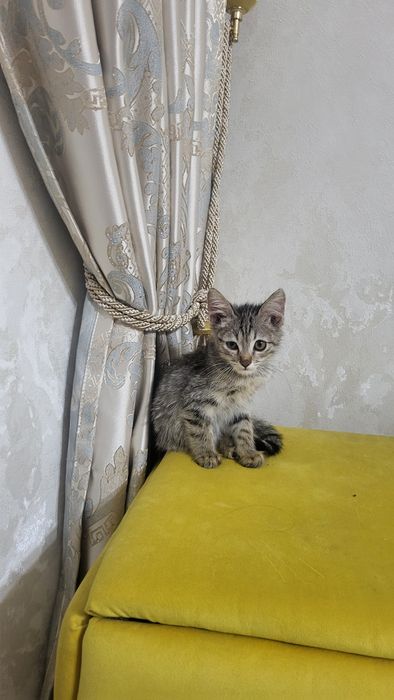 Котёнок ищет дом