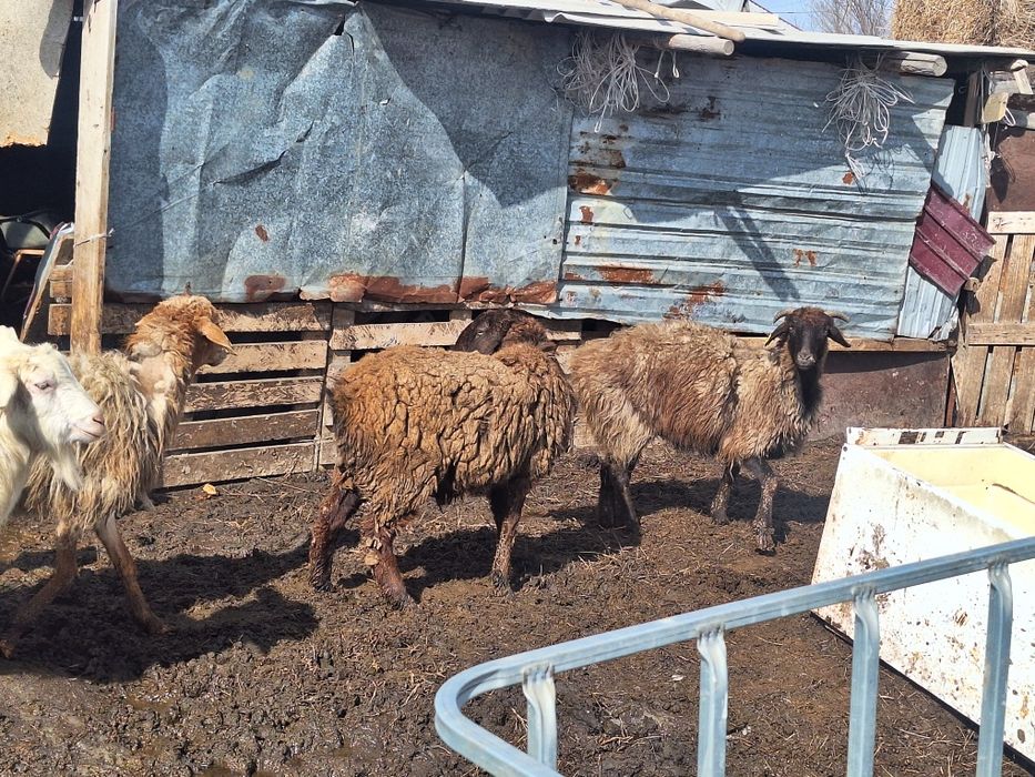 Козылы кой 6 бас,