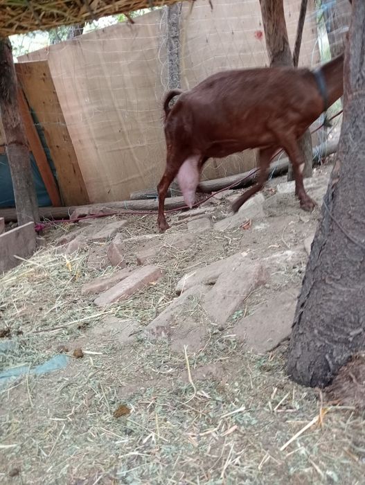 Vând capre tinere și țap de rasă