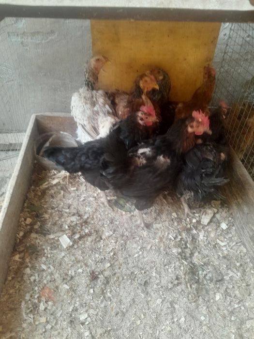 Tovuqlar sotiladi Tuxumda