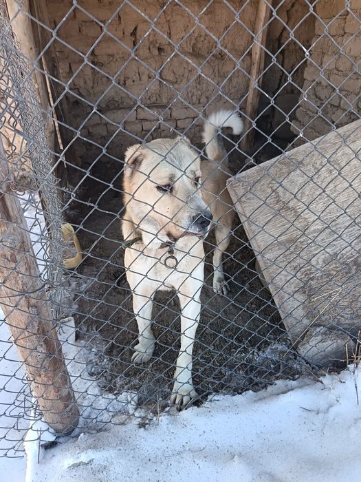 Сатлады 1жас ленгір қаласнада тұр