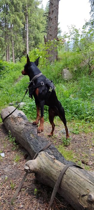 Вязка кабель Doberman,s Американец