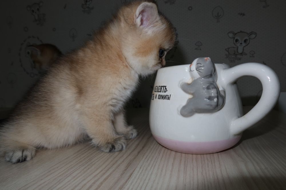 золотые шиншиллы