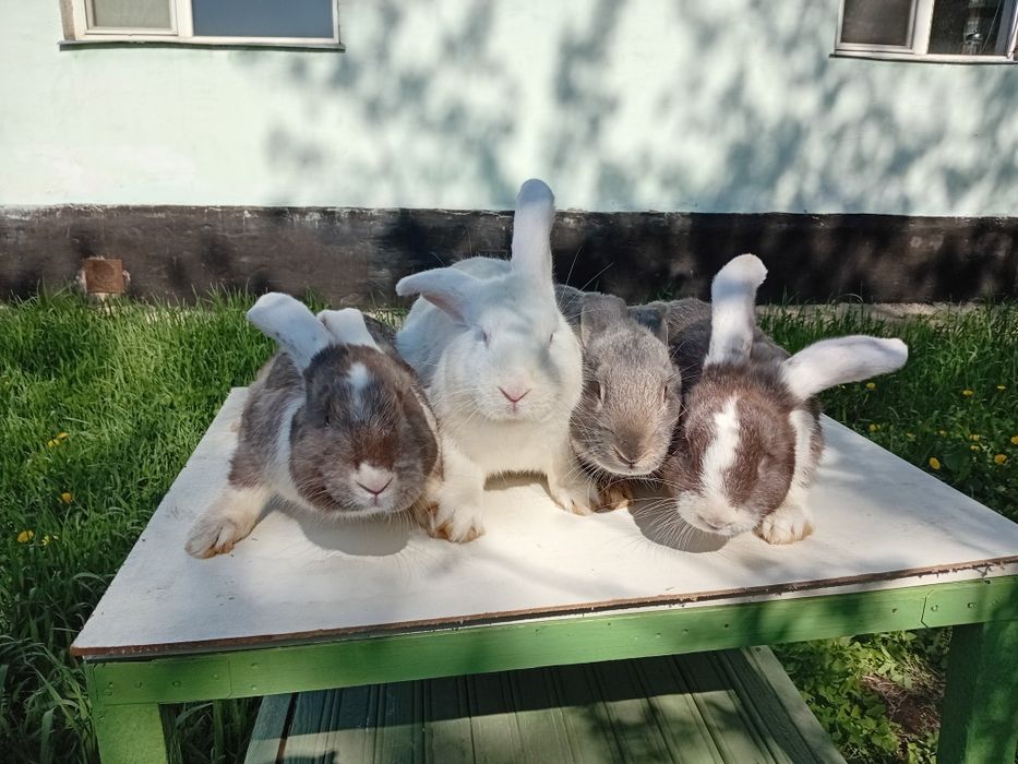 Продам кроликов породы НПВ (Строкач)