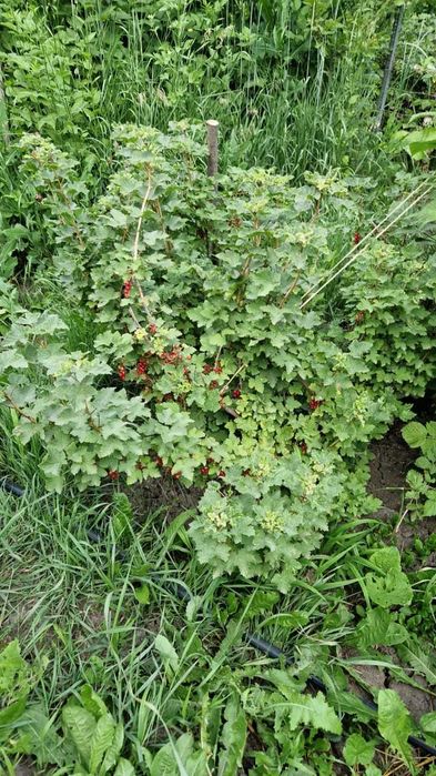 Отдельно стоящий дом