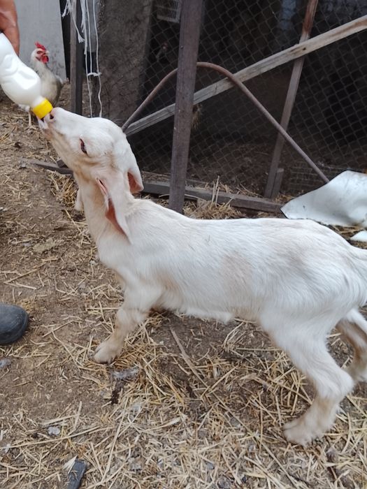 Продам  козлика на племя