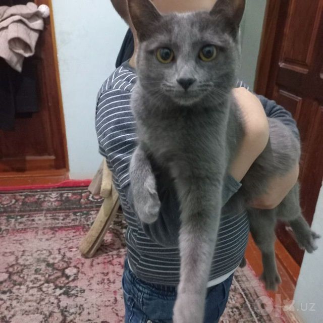 Зотдор эркак мушук сотилади.