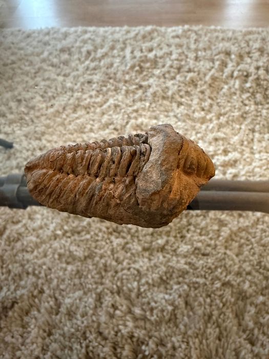 Fosilă Trilobit Phacops – Devonian – Autentic  ~ 390 milioane ani!