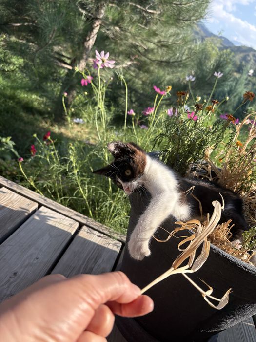 КОТЕНОК. Бесплатно