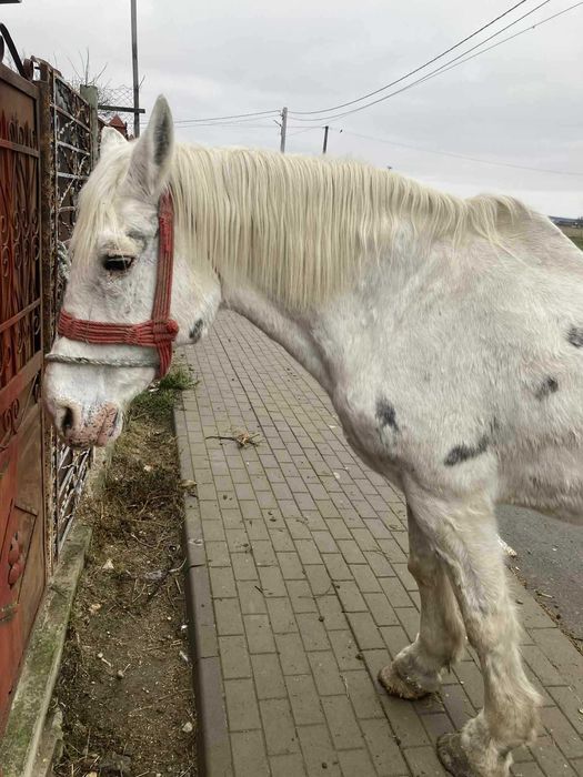 Iapã de vânzare !!!