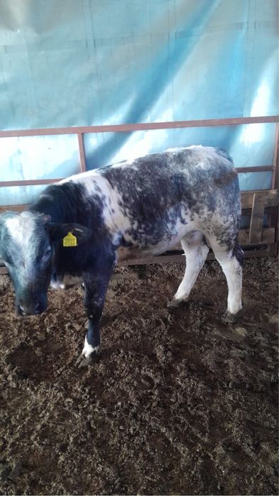 Vitei belgieni si angus