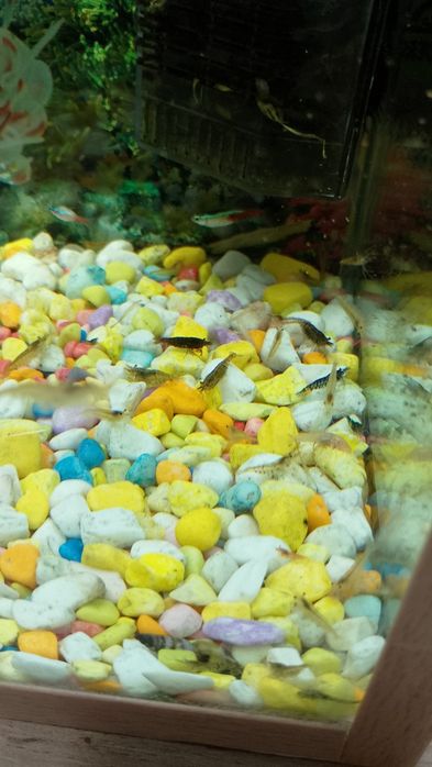 Скариди и охлюви