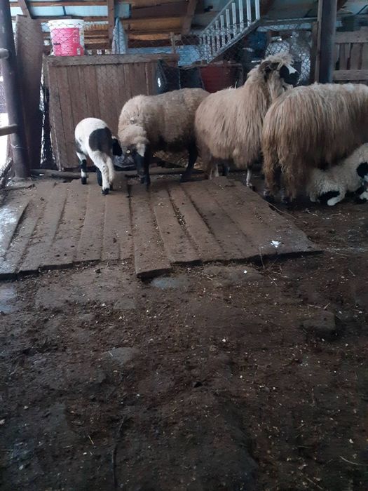 Vând 3 oi cu miei si una gestantă.