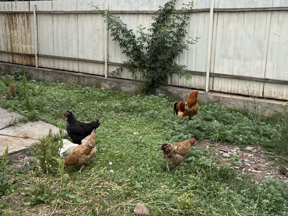 Продам домашние Куры/Курица