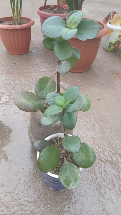 UYDA  Ustirilgan Gullar