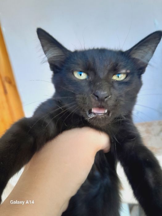 Porno aqldan ozgan menyu