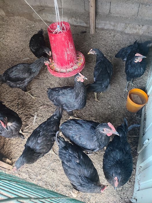 Домашний хуроз товукла заказга тозалаб берамиз