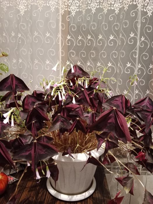 Комнатные цветы. !