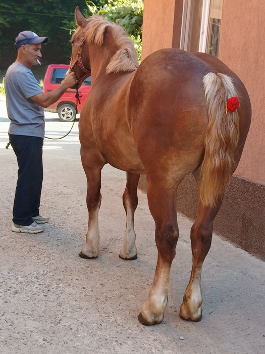 Manza de 2 ani frumoasa cuminte
