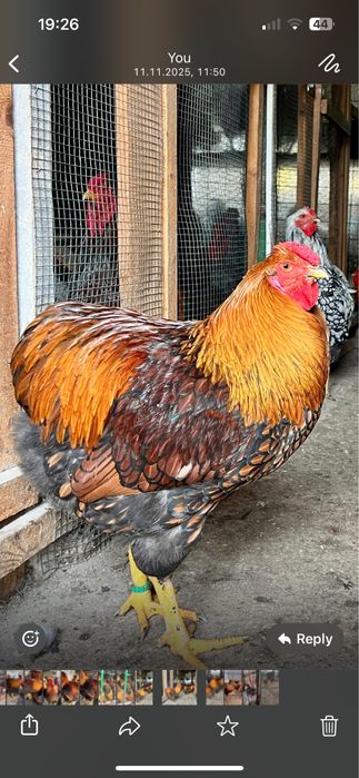 Cocosi Wyandotte Wiandotte 2025 TOP rasa pura GSG albastru auriu