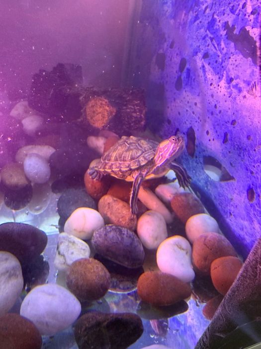 Красноухие черепахи + аквариум