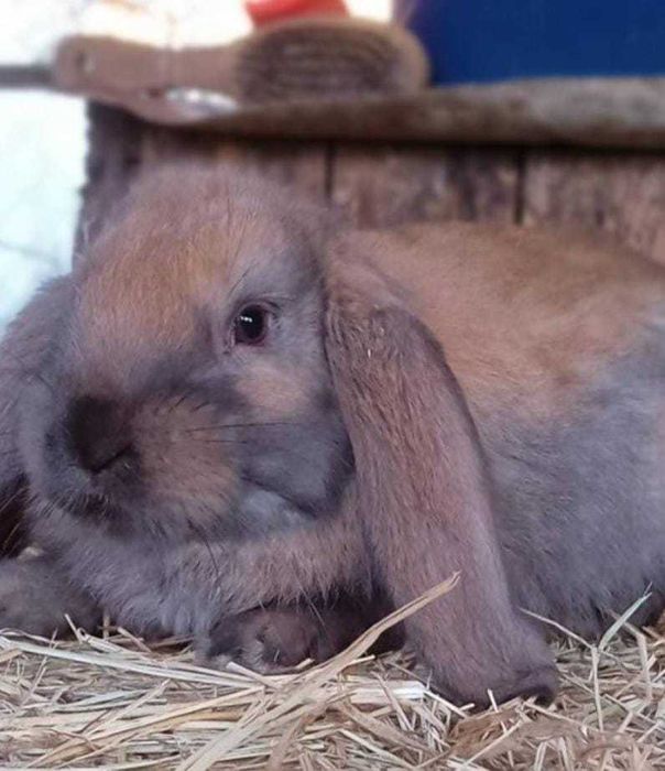 Iepure berbec german Si California