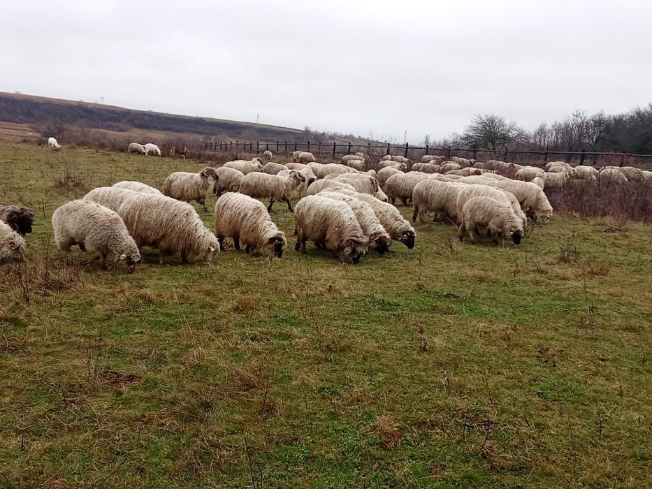 Vând 120 de oi țurcane