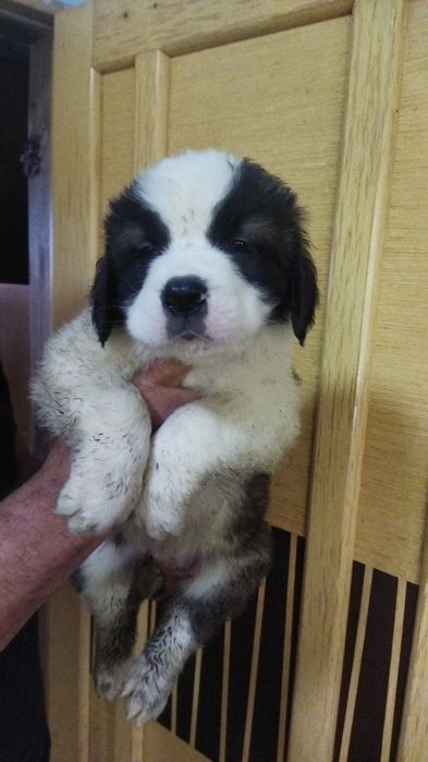 Сенбернары мальчики и девочки