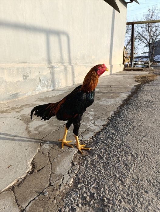 Joja sotiladi 7 oylik