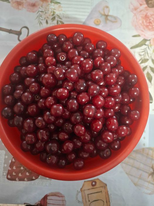 Смородина чёрная  домашняя