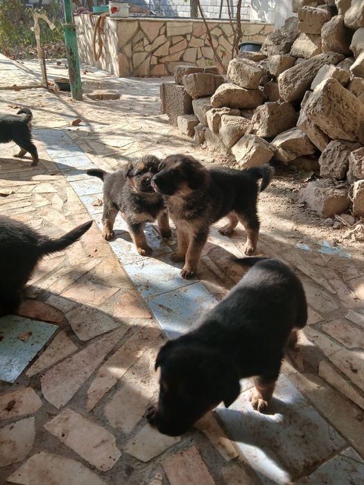 Немицкой апчарка шенки