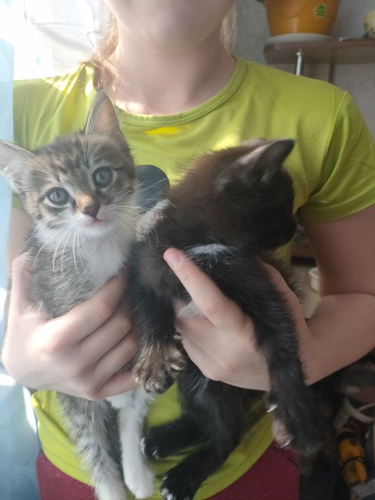 Отдам котят, Майкудук