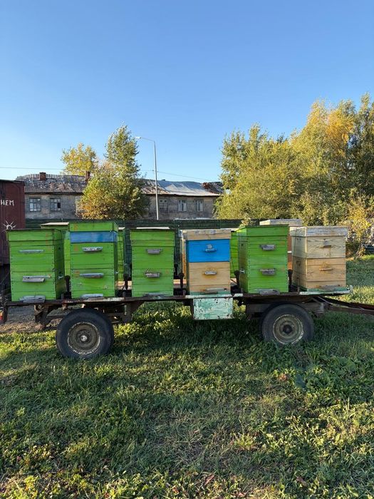 Продам пасека под ключ + медогонка