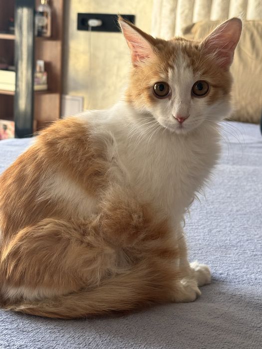 Котик в добрые руки