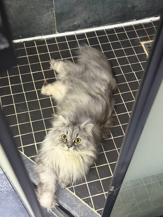 Отдам в добрые руки домашнего кота