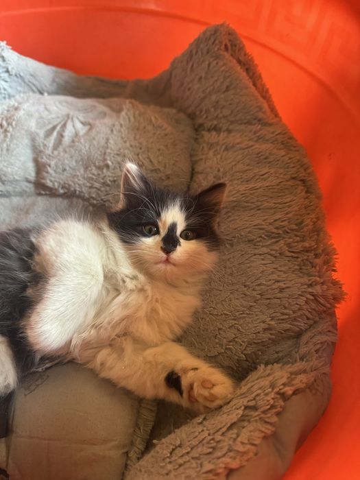 Котята турецкой ангоры, отдадим в хорошие руки