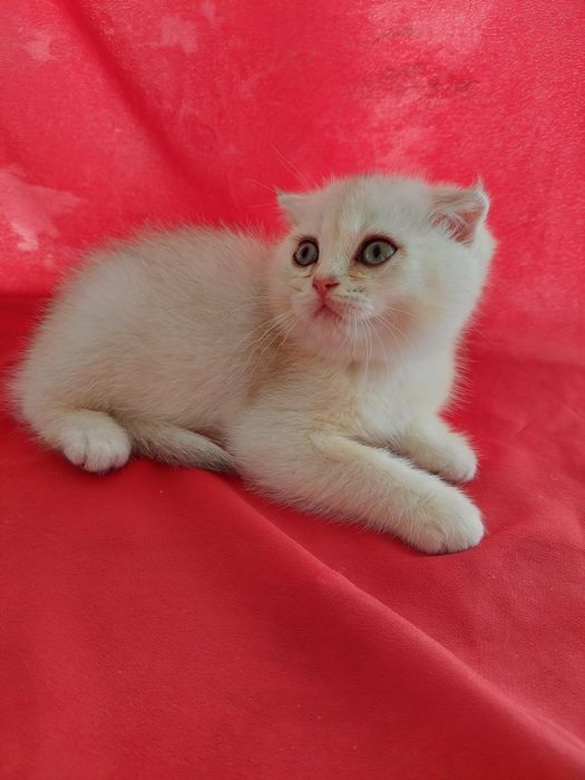 Британские шиншилла к,из ва угил бола  2 ойлик соглом